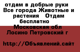 отдам в добрые руки - Все города Животные и растения » Отдам бесплатно   . Московская обл.,Лосино-Петровский г.